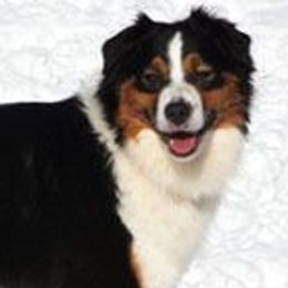 Australian Shepherds from Dove Creek Aussies