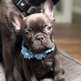 Yeti - Brindle female French Bulldog puppy in Spring Creek, Nevada from Rowdy Rowleyz Enshrined Frenchies LLC