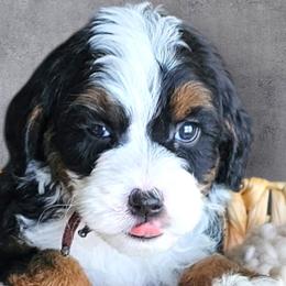 Bashful - Bernedoodle puppy from Mi-De Doodles