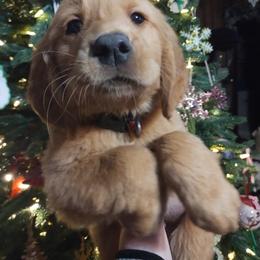 Golden Retriever Puppies from Ginger Snap Golden Retrievers