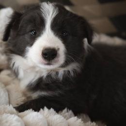 Ullie - White and blue female Border Collie puppy in Fresno, California from Alpine Tails