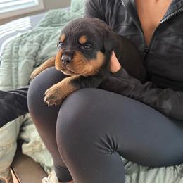 Girl 5 - Black and tan female Rottweiler puppy in Cheshire, Connecticut from Von Der Hügelspitze