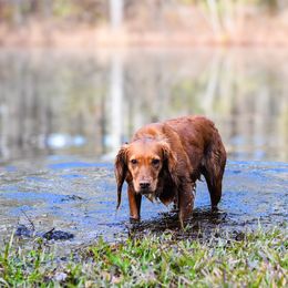 Tilby - English Cocker Spaniel