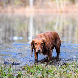 Tilby - English Cocker Spaniel