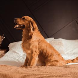 Golden Retrievers from Living The Golden Life