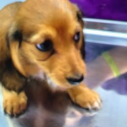 Girl 2 - Dachshund puppy in Tulsa, Oklahoma from Eternal Puff Lhasa Apsos