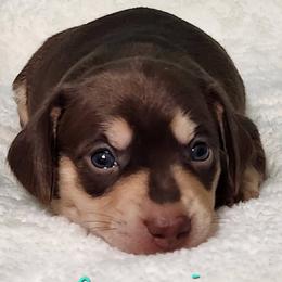 Cappuccino - Chocolate and tan female Dachshund puppy in Mount Sherman, Kentucky from Kaleidoscope Dachshunds and Whippets