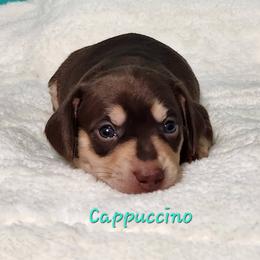Cappuccino - Chocolate and tan female Dachshund puppy in Mount Sherman, Kentucky from Kaleidoscope Dachshunds and Whippets