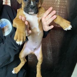 Boy 2 - Fawn Boxer puppy in Canterbury, Connecticut from Franklin’s Boxers