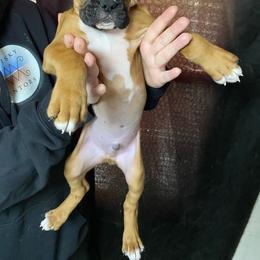 Boy 2 - Fawn Boxer puppy in Canterbury, Connecticut from Franklin’s Boxers