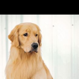 Hudson - Golden Retriever