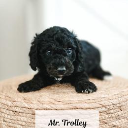Mr. Trolley - Black male Goldendoodle puppy in Punta Gorda, Florida from Transformation Acres Goldendoodle
