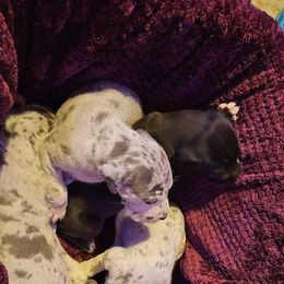 Great Dane Puppies from Daniels Danes