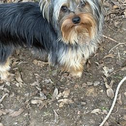 Dragon - Yorkshire Terrier