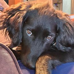 Boy 4 - Black male Goldendoodle puppy in Gig Harbor, Washington from Sandy’s Goldendoodles