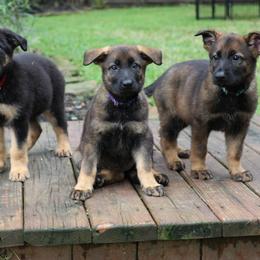 German Shepherd Puppies from Aus der Asche