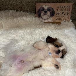 AKC Biscuit - Champion Bloodline - Gold and white male Shih Tzu puppy in Long Beach, California from Prieto Shih-Tzu's