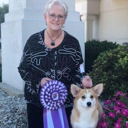 Pembroke Welsh Corgis from Perivale Pembroke Welsh Corgis
