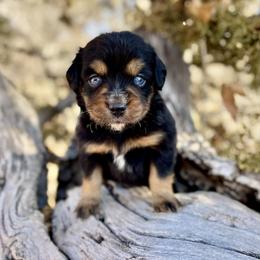 Armada - female Australian Mountain Doodle puppy in Randolph, Utah from Dry Canyon Pups