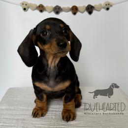 Olive - Black and tan female Dachshund puppy in Royse City, Texas from Truehearted Miniature Dachshunds