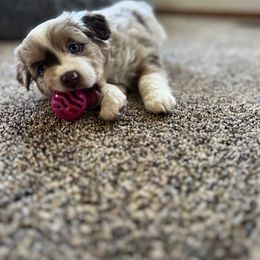 Miniature Australian Shepherd and Toy Australian Shepherd Puppies from Columbia Coast Toy & Mini Aussies