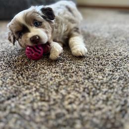 Miniature Australian Shepherd and Toy Australian Shepherd Puppies from Columbia Coast Toy & Mini Aussies