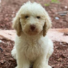 Girl 2 - Parti female Goldendoodle puppy in Cartersville, Georgia from Oodles of doodles nw ga