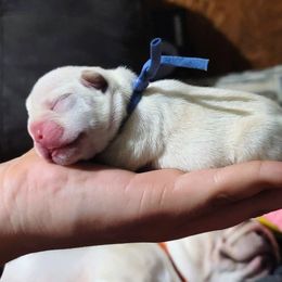 Blue collar boy - Cream male French Bulldog puppy in Polk City, Florida from Best Friend Frenchies, LLC