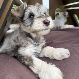 Miniature Schnauzer Puppies from Rooted Hearts Miniature Schnauzers