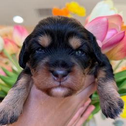 Duckey girl - Black and tan female Assorted Doodle Crosses puppy in Yuciapa, California from AlltheDoodlez_