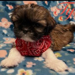 Tyler - Gold and white male Shih Tzu puppy in Hemet, California from Aloha Shih Tzu