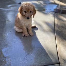 Goldendoodle Puppies from Dhalia’s Doodles