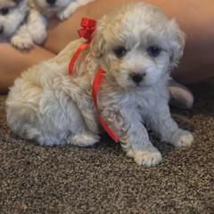Girl 1 - Cream female Double Doodle puppy in Junction, Utah from Sugar Doodles