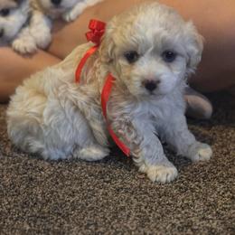 Girl 1 - Cream female Double Doodle puppy in Junction, Utah from Sugar Doodles