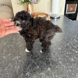Stormy - Gray male Poodle puppy in Weeki Wachee, Florida from Dreamspoodleandmaltese