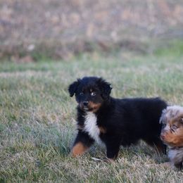 Australian Shepherd Puppies from Maggie Withers' Australian Shepherds