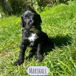 Marshall - Black male Portuguese Water Dog puppy in Battle Ground, Washington from Purely Opal
