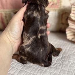 Treasure maroon collar - Chocolate female Cavapoo puppy in Beckley, West Virginia from By Design Doodles