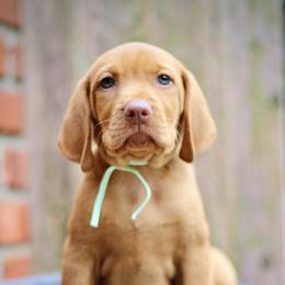 Lilly Pad - Golden rust female Vizsla puppy in Bloomington, Indiana from Envizion
