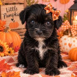 Myla - Black and tan female Yorkipoo puppy in Lebanon, Kentucky from Mosaic Merle Doodles