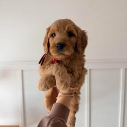 Maple - Red  female Goldendoodle puppy in La Porte, Texas from B+C Doodles