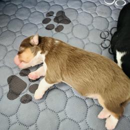 Nugget - Red tri male Miniature Australian Shepherd puppy in Norco, California from Joyfulpuppies