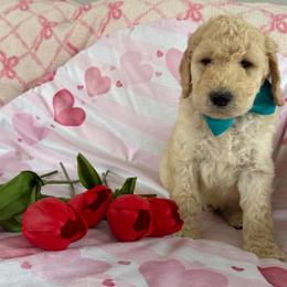 Earth - Cream male Poodle puppy in St. Johnsbury, Vermont from Poodles of the Northern Woods