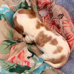 Bar - Blenheim female Cavalier King Charles Spaniel puppy in Hemphill, Texas from Toledo Bend Cavaliers