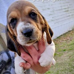 Purple girl - Black brown and white female Basset Hound puppy in Converse, Louisiana from Walkers Catuna Bassett Hounds