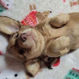Snowflake.  (Non Dapple) - Sable female Dachshund puppy in Terlton, Oklahoma from CLARK'S BREEDING PROGRAM