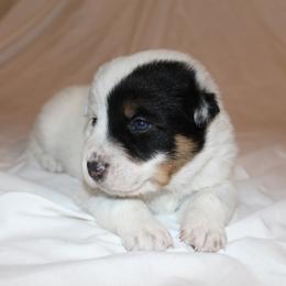 Ruger - Blue speckled male Australian Cattle Dog puppy in Willamina, Oregon from Cherished Chihuahuas