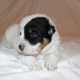 Ruger - Blue speckled male Australian Cattle Dog puppy in Willamina, Oregon from Cherished Chihuahuas