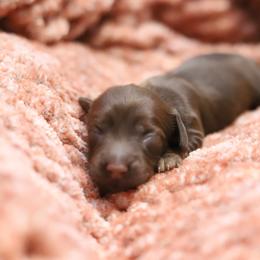 Oslo - Red male Dachshund puppy in Eaton, Ohio from Miniature Alphas Dachshunds