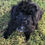 Assorted Doodle Crosses, Cavachon, Cavalier King Charles Spaniel, and Cavapoo Puppies from Prairie Puppies